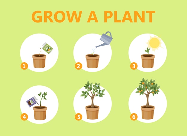 Growing a plant in the pot guide. How to grow a flower step-by-step instruction. Sprout growth process. Gardening recommendation. Isolated flat vector illustration