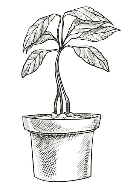 Vector growing plant in pot isolated tree like houseplant with leaves and stem growth of avocado vegetable plantation and organic gardening hobby monochrome sketch outline vector in flat style