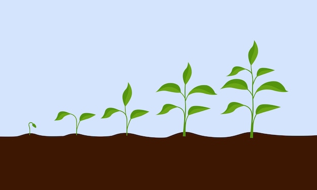 Growing plant sprout growth process steps sequence of germinating seeds for seedlings vector