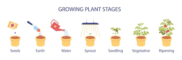 Vector growing plant stages infographics