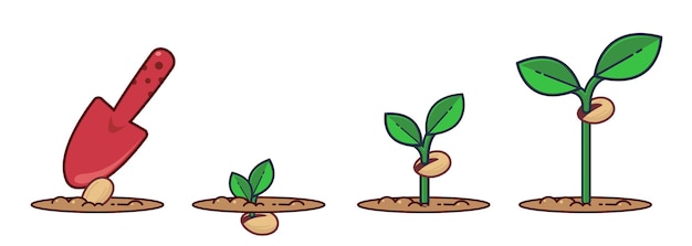 Vector growing plant stages seeds sprout and flower grown plant flat cartoon illustration of plant