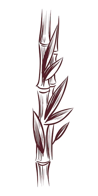 Растущий стебель растения с листьями. гравюра сахарного тростника на белом фоне