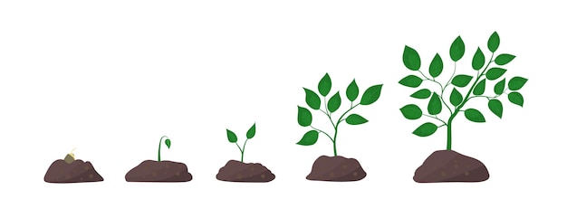 Growing plant timeline isolated vector flat illustration