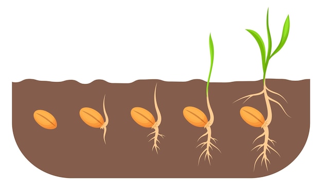 Vector growing seed stages plant growth proccess in soil