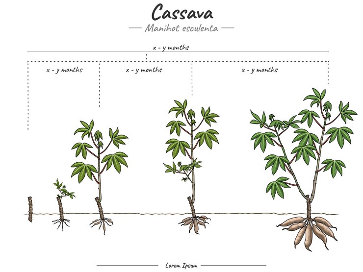 Vector growing stage of cassava