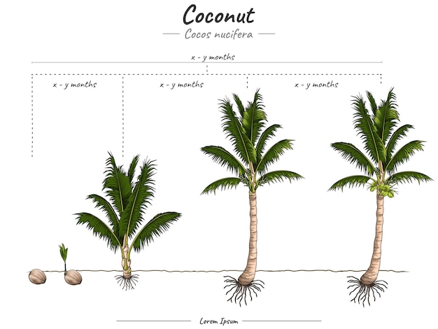 Vector growing stages of coconut tree