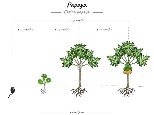 Vettore fasi di crescita della papaya carica papaya