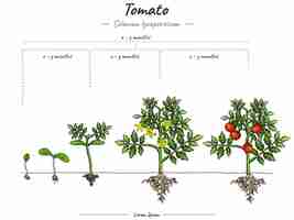 Vettore fasi di crescita della patata dolce ipomoea batatas