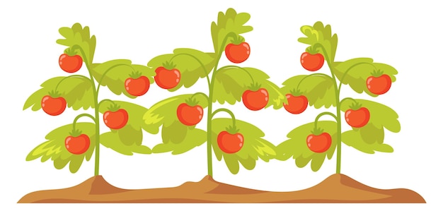 Piante di pomodoro in crescita botanica dei cartoni animati del campo agricolo