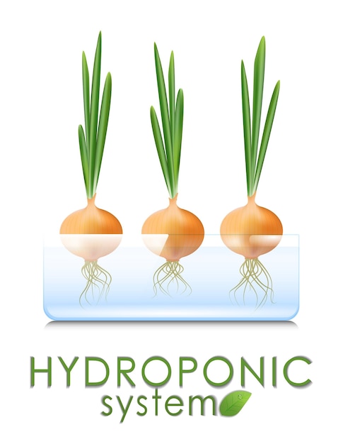 Growing vegetables and herbs in a hydroponic system Watergrown green onions Aeroponic and hydroponic growing systems convenience and cleanliness