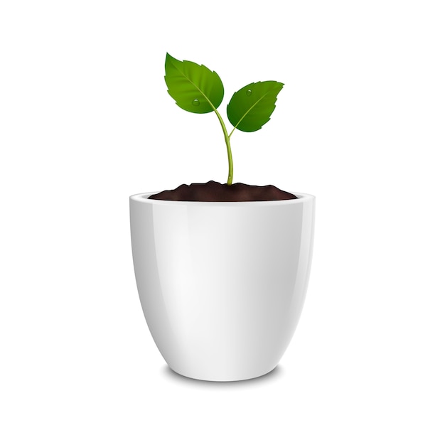 Vector growth concept. template of realistic icon of the sprout in a white flower pot, isolated on white background