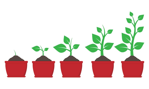 Growth of plant in pot Vector illustration