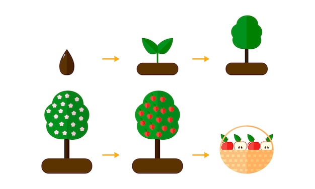 Growth stages of apple trees. red apples.