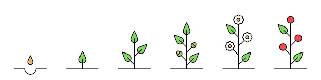 Growth stages the cycle of life plant development icons vector illustration