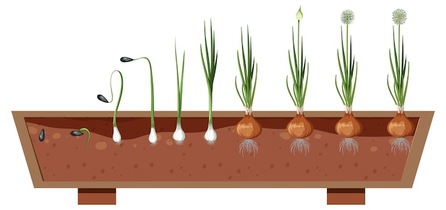 Vector the growth stages of a onion plant