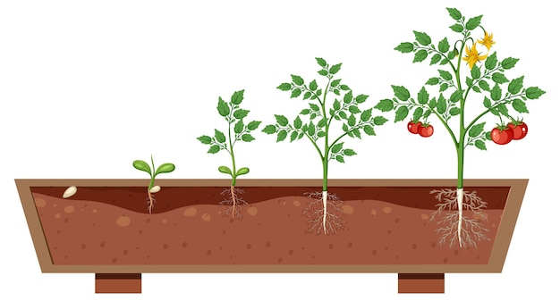 The growth stages of a tomato plant