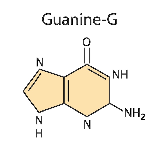 Vector guanine g purine nucleobase molecuul base aanwezig in dna en rna medische illustratie