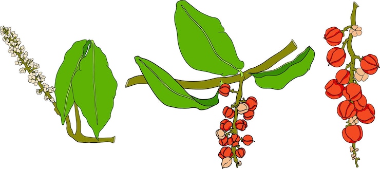 Vector guarana fruits superfood ingredient for energy drink natural organic hand drawn colored