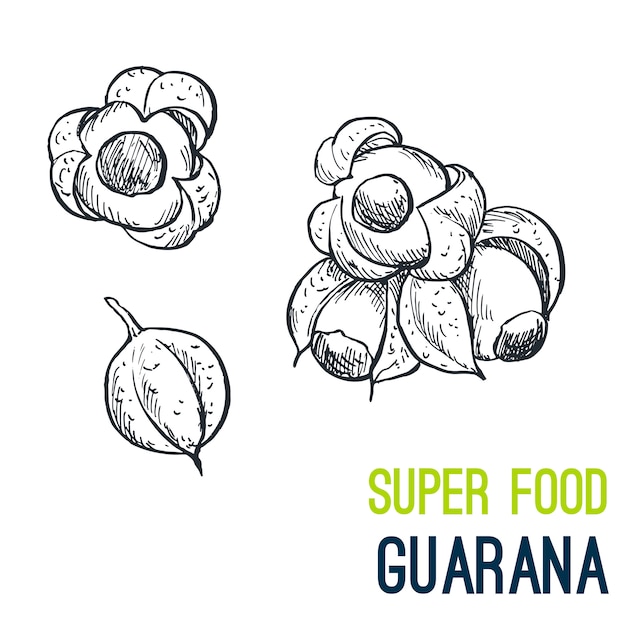 Guarana. Super eten hand getrokken