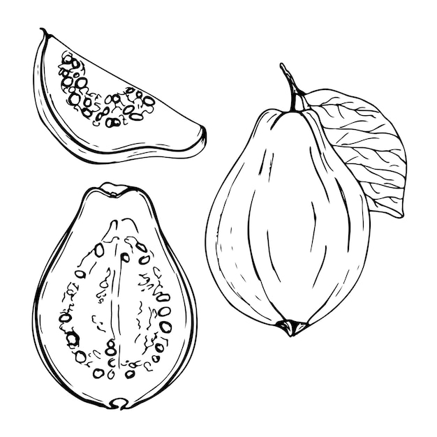 Черно-белый векторный набор фруктов гуавы изолирован на белом фоне