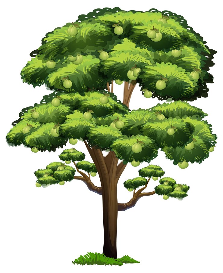 Vector guava fruit tree in cartoon style isolated on white background