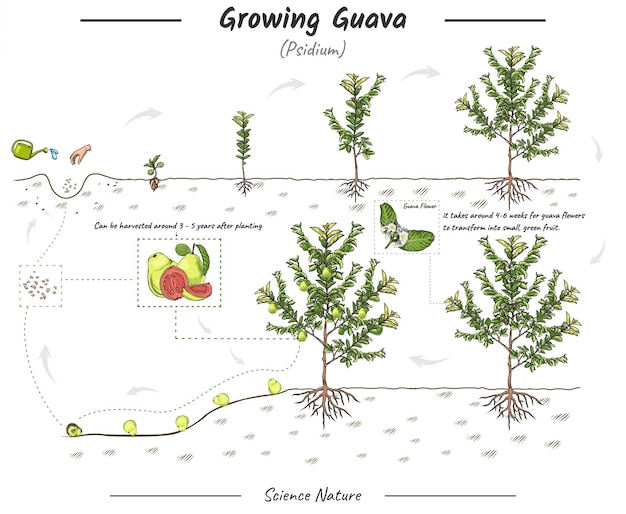 Guava-illustratie groeien