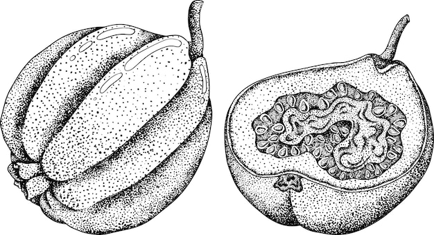 Guava frutta tropicale bacca esotica illustrazione dell'incisione disegnata a mano da un vettore su sfondo bianco