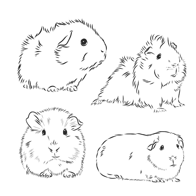 Guinea pig or Cavy inky hand drawn sketch vector illustration, Guinea pig vector sketch illustration