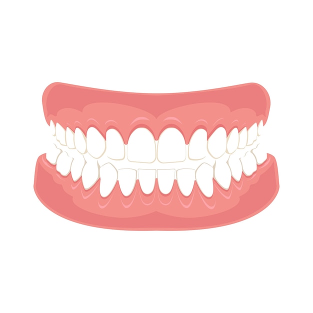 Vector gums with teeth or dentures dental prosthesis