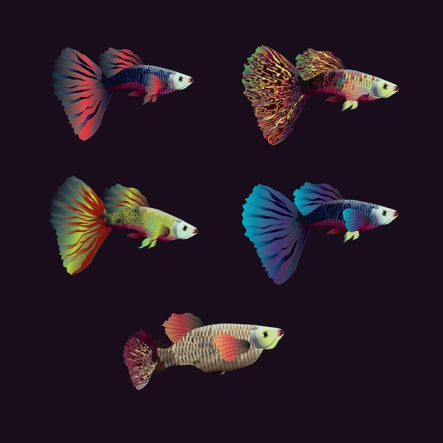 Vettore vettori colorati delle illustrazioni dei pesci guppy