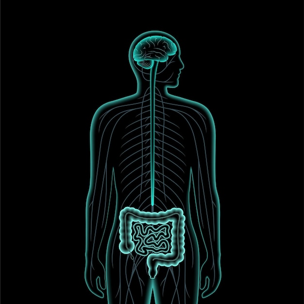 Vector gut brain 3d