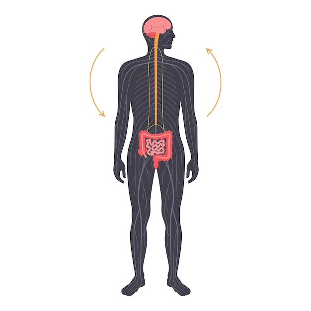 Vector gut brain connection