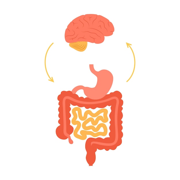 Vettore connessione cervello intestinale