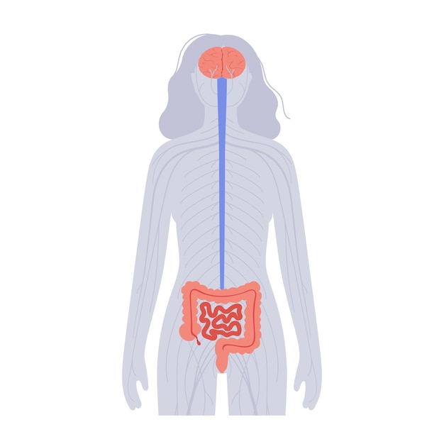 Connessione cervello intestinale