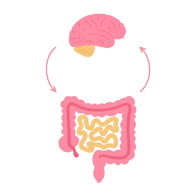 Vettore connessione cervello intestinale