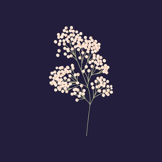 Вектор Ветка гипсофилы с маленькими белыми цветами сухое детское дыхание декоративное цветочное растение довольно нежный и элегантный стебель с маленькими мягкими бутонами цветов изолированная ботаническая плоская векторная иллюстрация