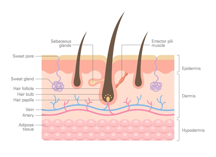 Vector hair anatomy structure integumentary diagram human skin anatomy infographics with cross section