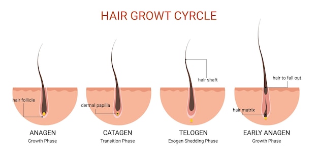 Vector hair growth cycle medical educational poster