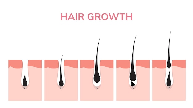 Hair growth cycle skin. Follicle anatomy anagen phase, hair growth diagram illustration.