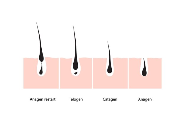 Hair growth cycle skin vector illustration