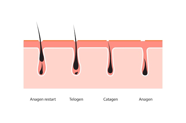 Illustrazione del vettore cutaneo del ciclo di crescita dei capelli