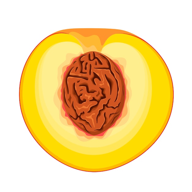 Половина персика на белом фоне. фрукты. мультфильм дизайн.
