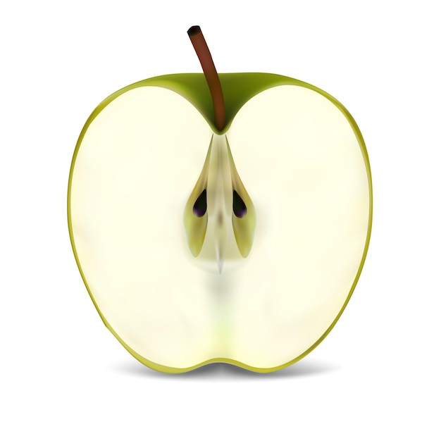 Vector half of an fresh green apple isolated on a white background