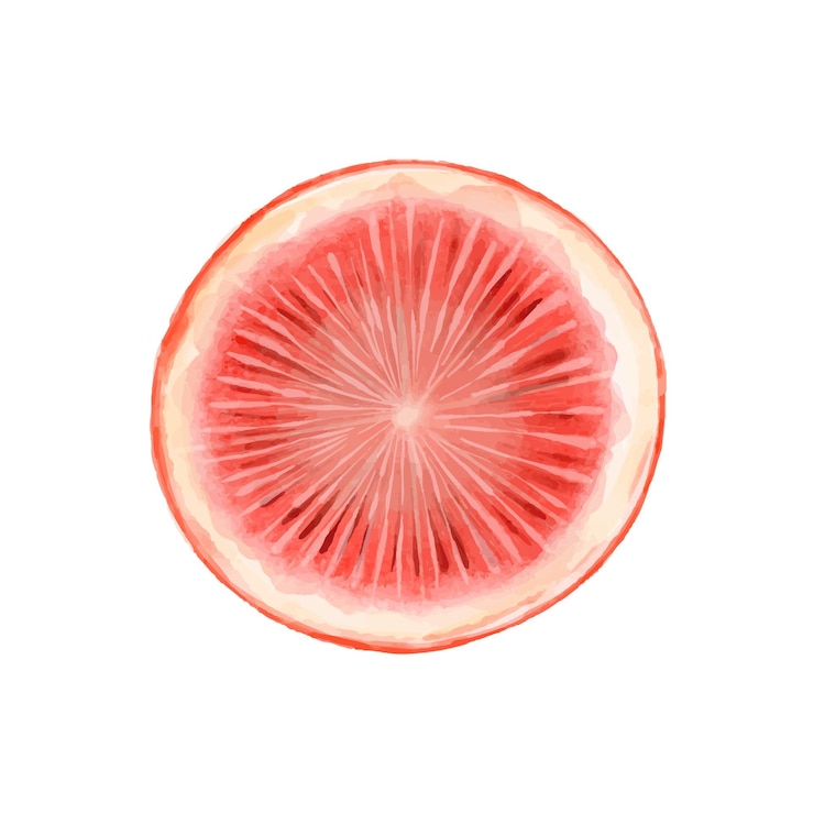 Vector half of grapefruit painted with watercolors on white background