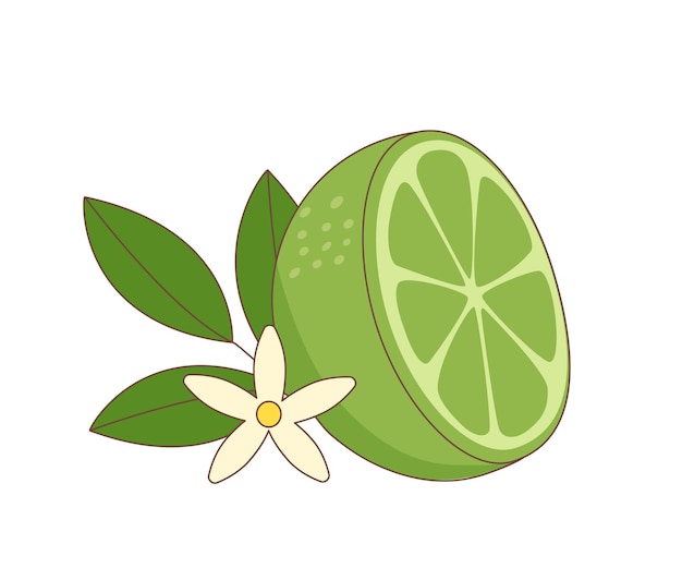 A half of lime with green leaf and flower