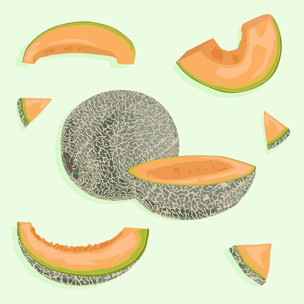 Half of a melon and its slices with peel summer fruit icons in vector