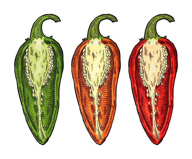 Half orange red green pepper jalapeno vintage vector engraving color illustration isolated