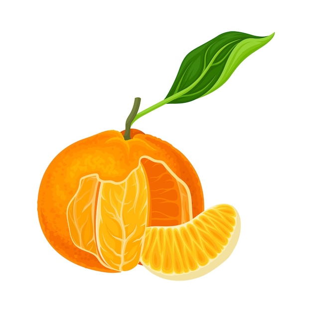 Vettore frutto di mandarino o mandarino semi-scalato con foglie verdi isolate su vettore a sfondo bianco