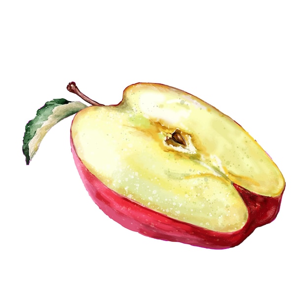 Vector half red apple with green leaf watercolor illustration of piece of fruit for design