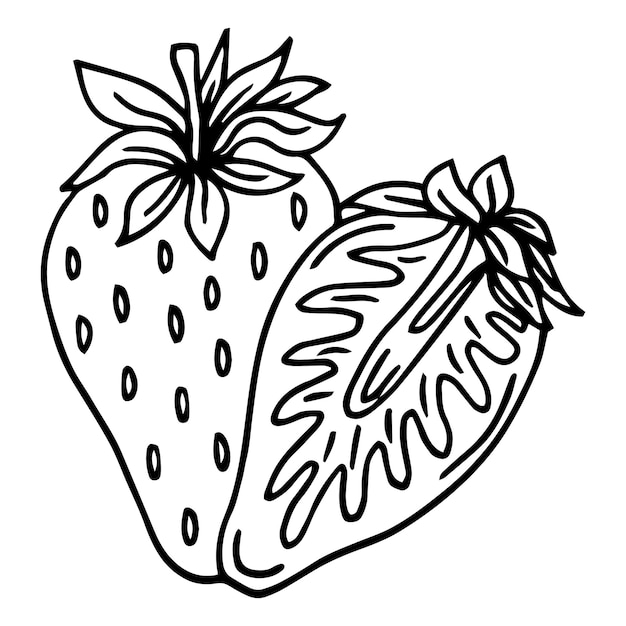 Vector half slice strawberry. vintage hatching vector color and monochrome illustration. isolated on white